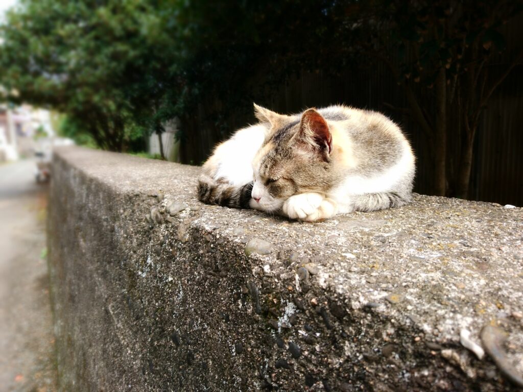 相島の猫と観光の魅力を知る