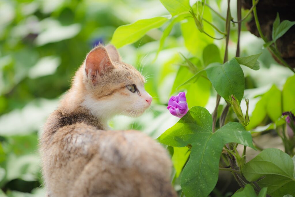 関西以外の猫島も人気が高い？関西の猫スポットはどこ？