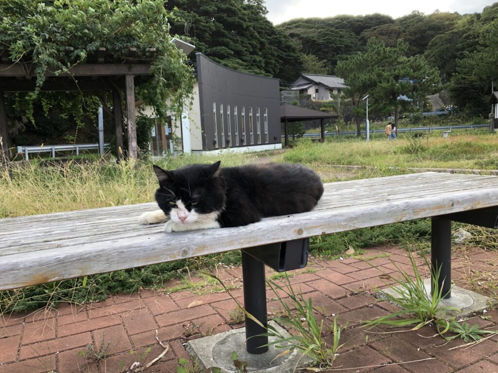 田代島で猫に触れる際のマナーと心得