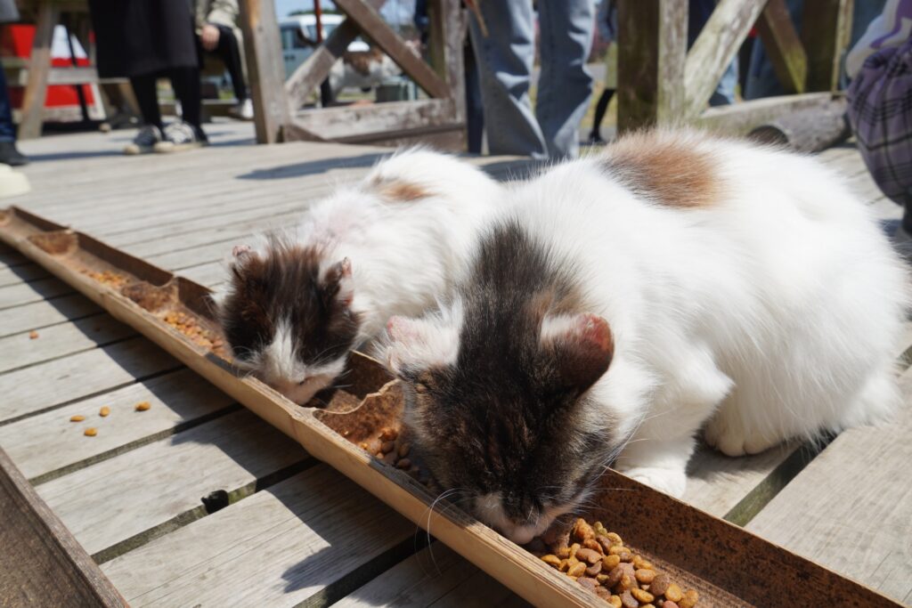 餌やり