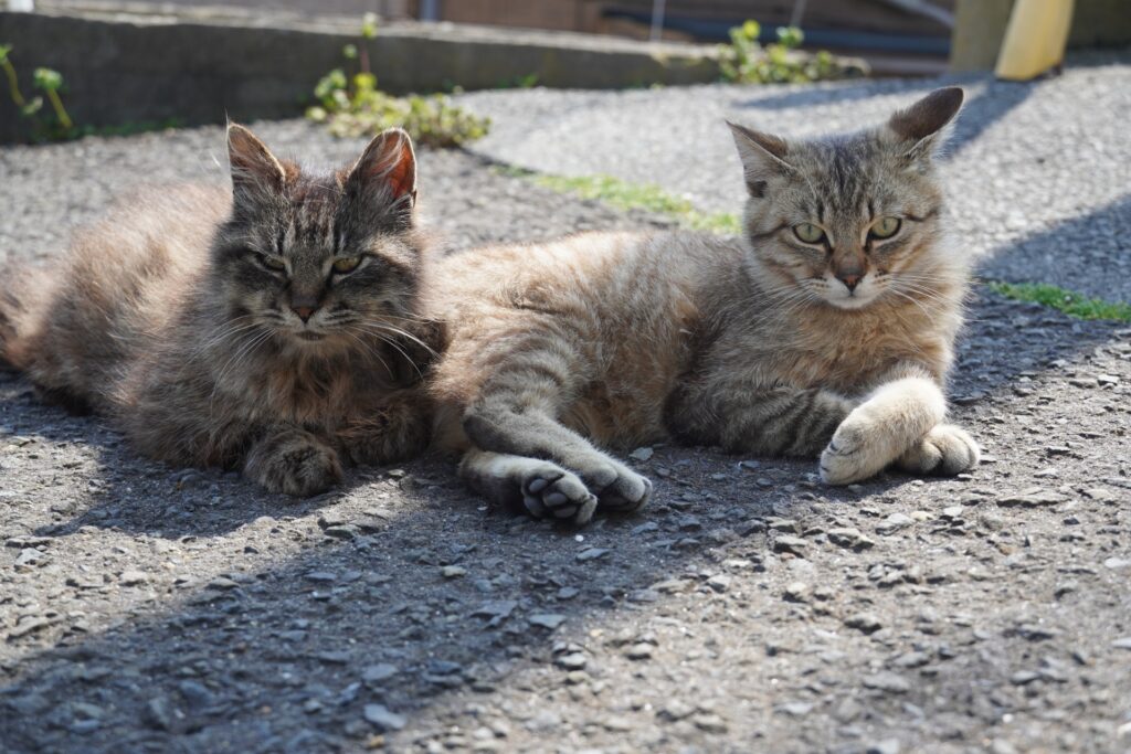 田代島 猫 いない