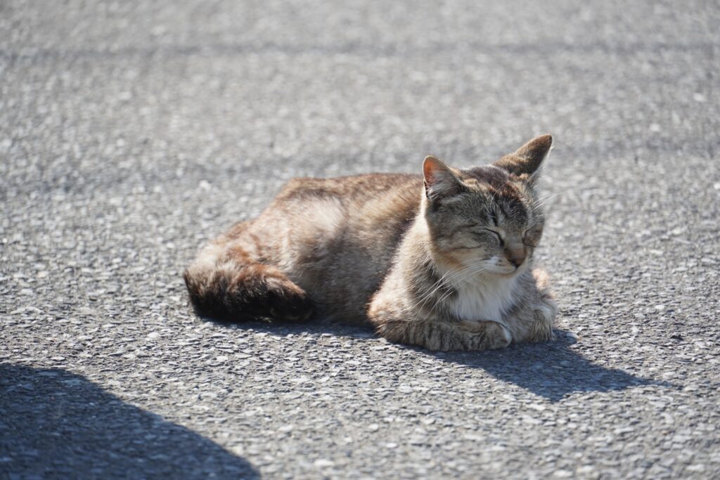 田代島 猫 いない