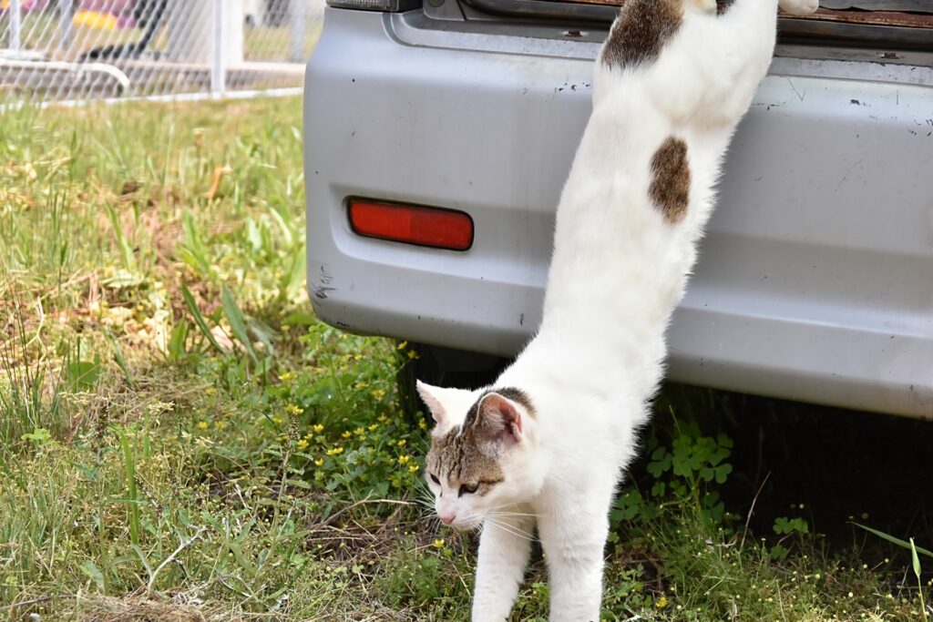 猫島の猫を持ち帰りは基本的にNG！法に触れることも。