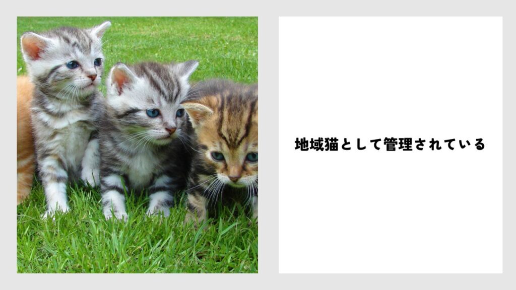 猫島での地域猫保護の取り組み