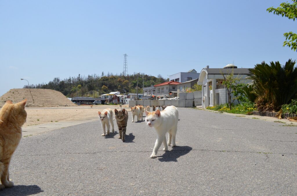 関東から行きやすい猫島スポットまとめ