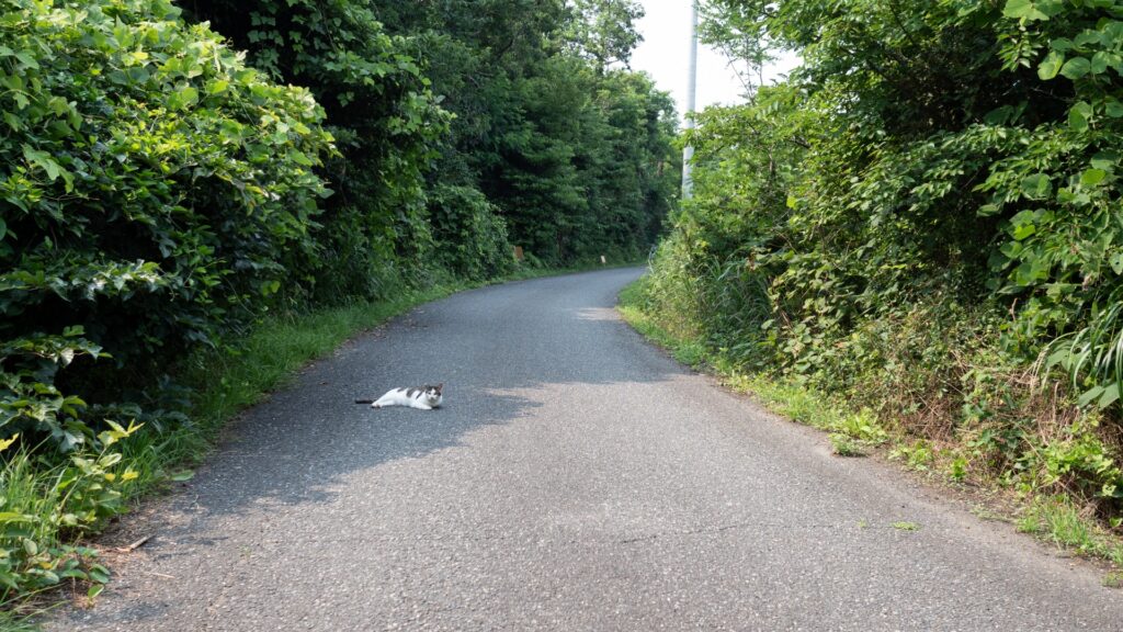 田代島に猫がいないのは本当？