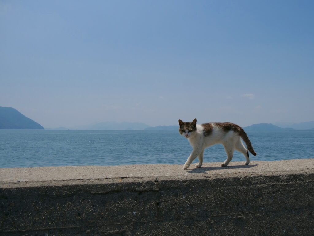 香川県の猫島とは？佐柳島と男木島の魅力