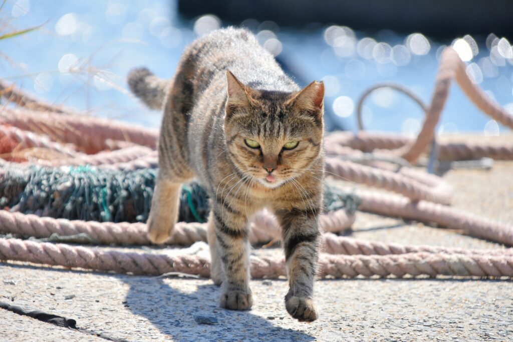 相島に猫がいないという噂の真相と観光ポイント