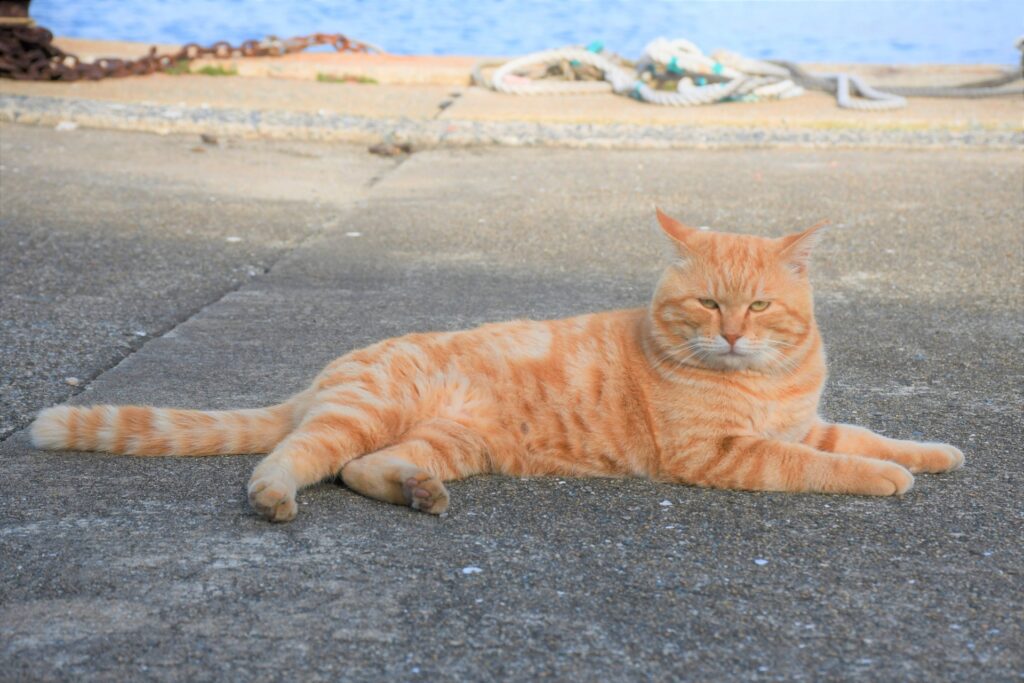 相島に猫はいない？2024年の状況を詳しく解説