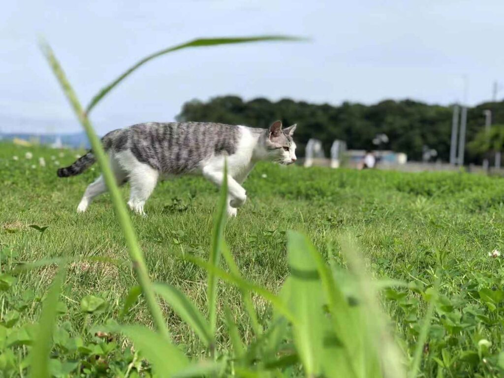 田代島のおすすめ時期と季節の特徴