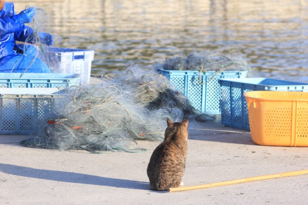 田代島猫触る