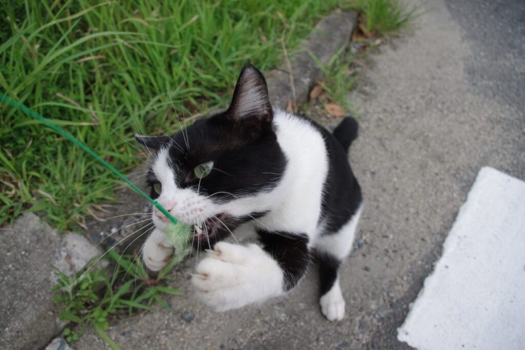 相島の猫との触れ合いと注意点