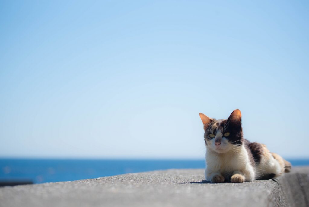 猫島の猫持ち帰りに関する注意点