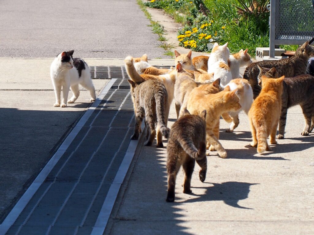 日本の猫島はどこ？魅力と選び方を解説