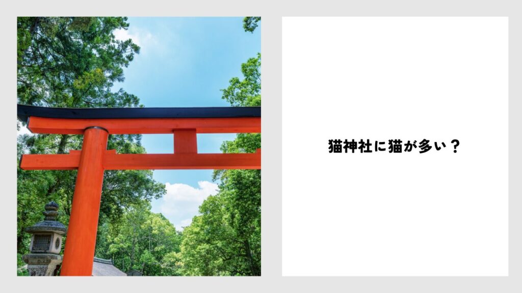 田代島で猫が多い場所は猫神社？