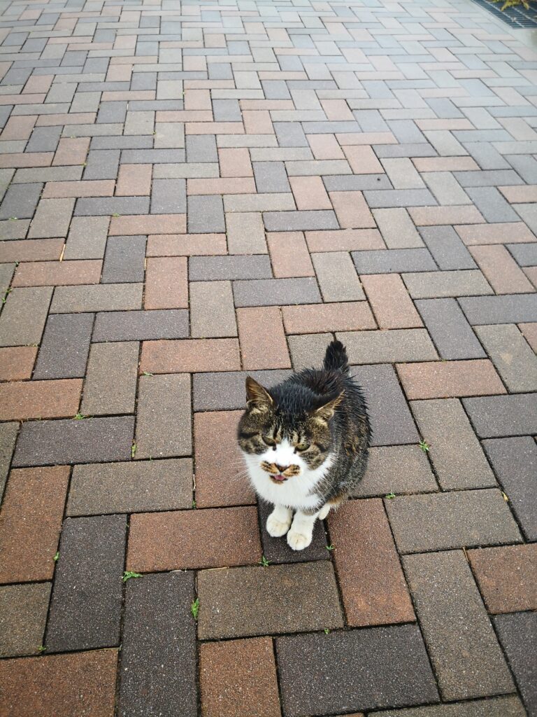 藍島の猫