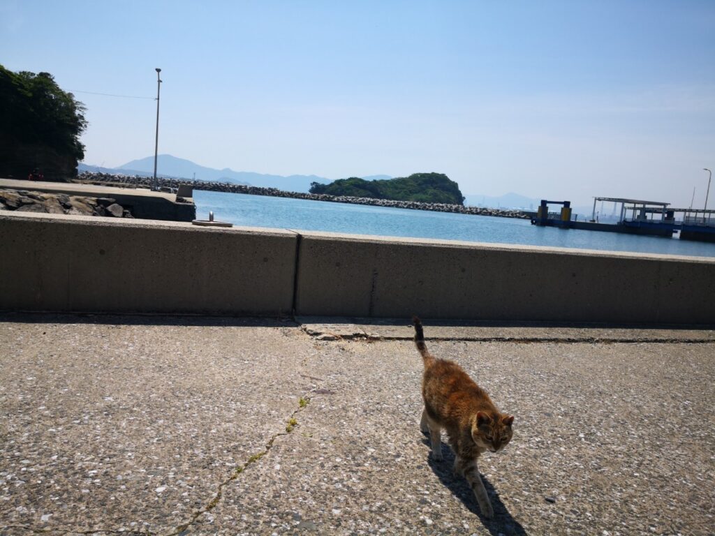 馬島の猫