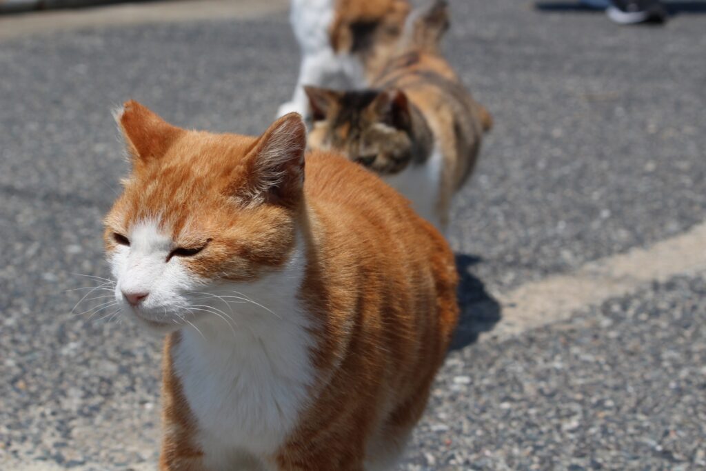 福岡県馬島の猫