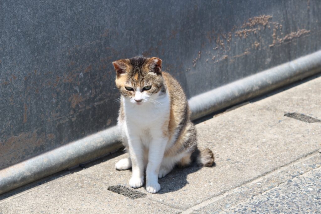 福岡県馬島の猫