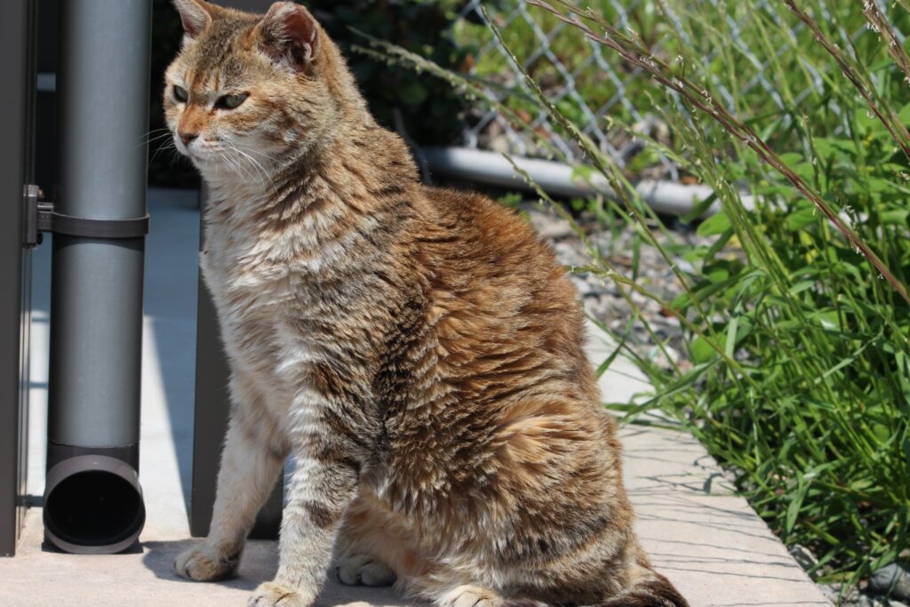 馬島の猫