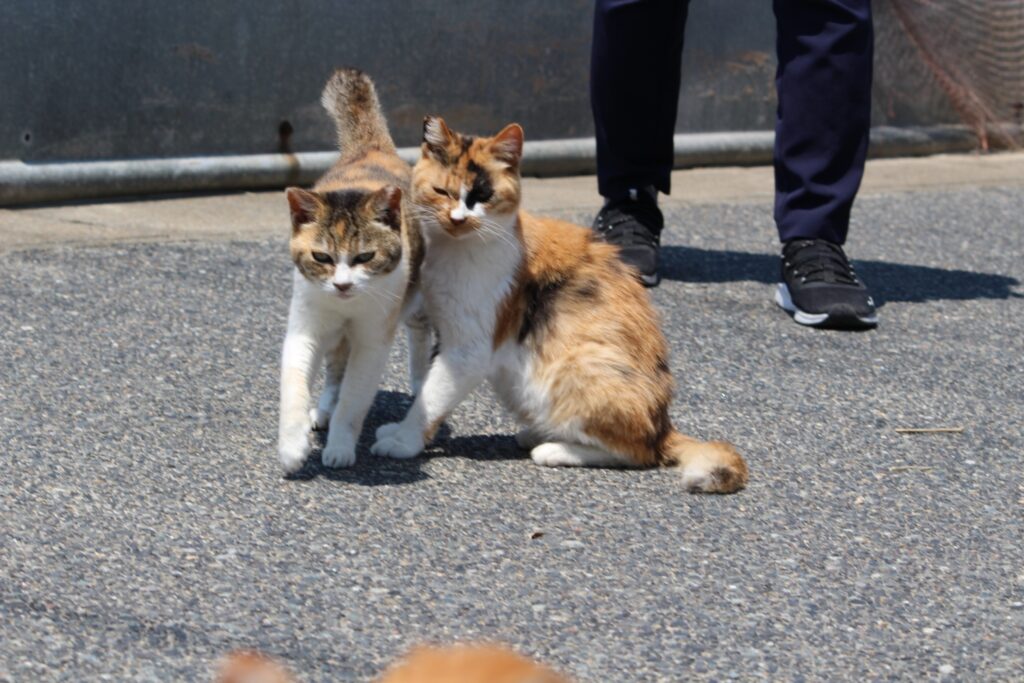 馬島の猫