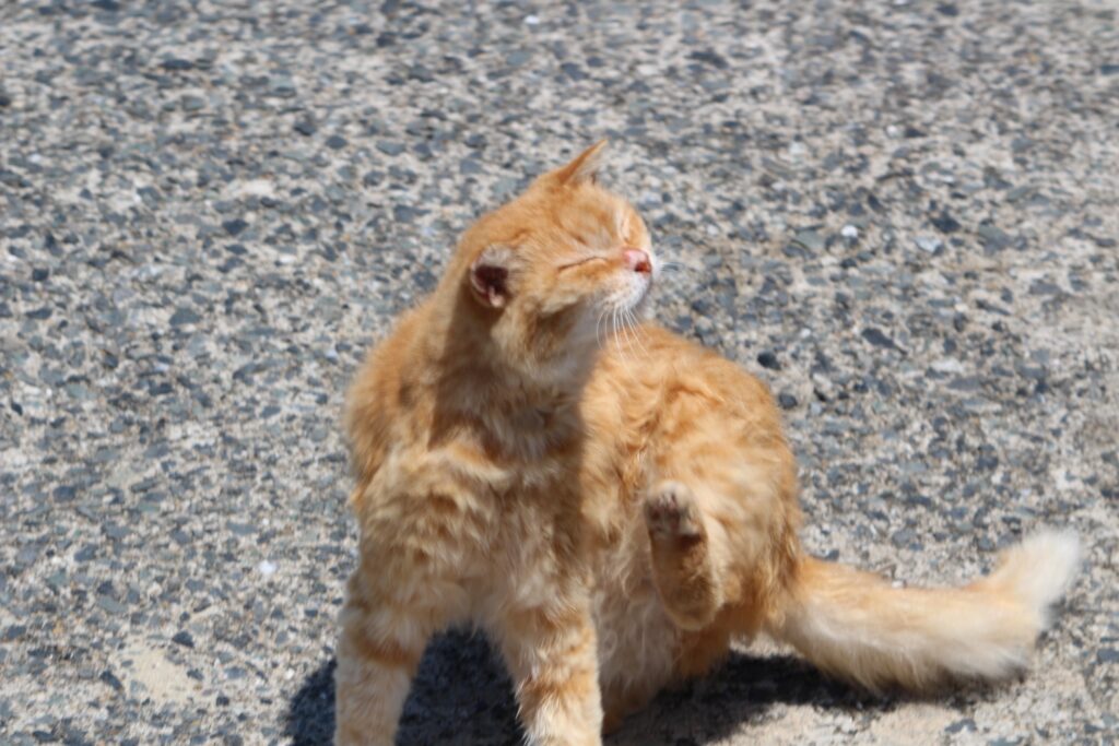 猫島馬島の猫