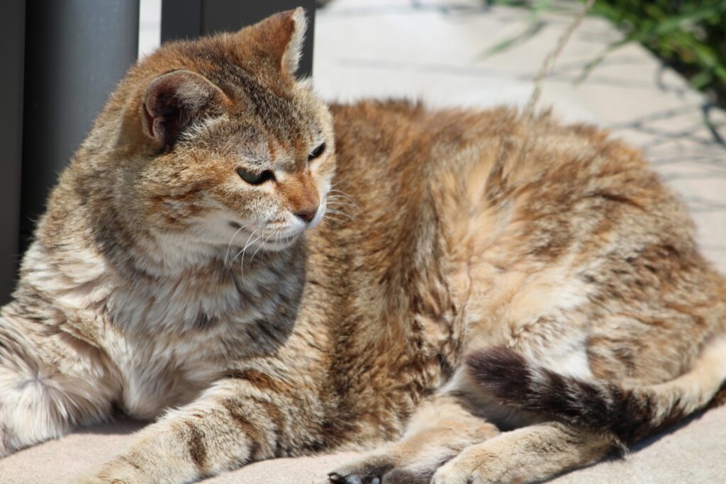 福岡県馬島の猫